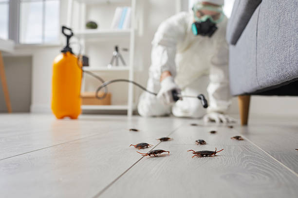 Commercial Rodent Management in Pharr